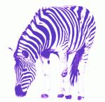 zebre2-violette.gif